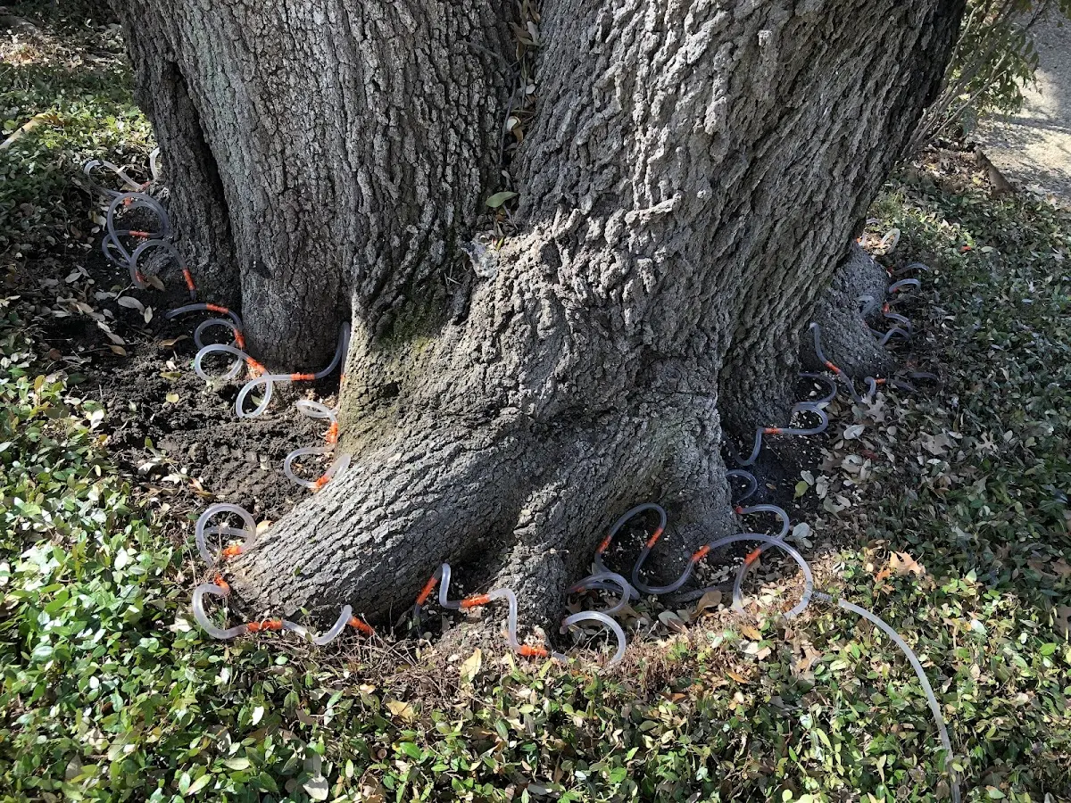 Detailed Tree Cabling and Bracing job site in Veguita