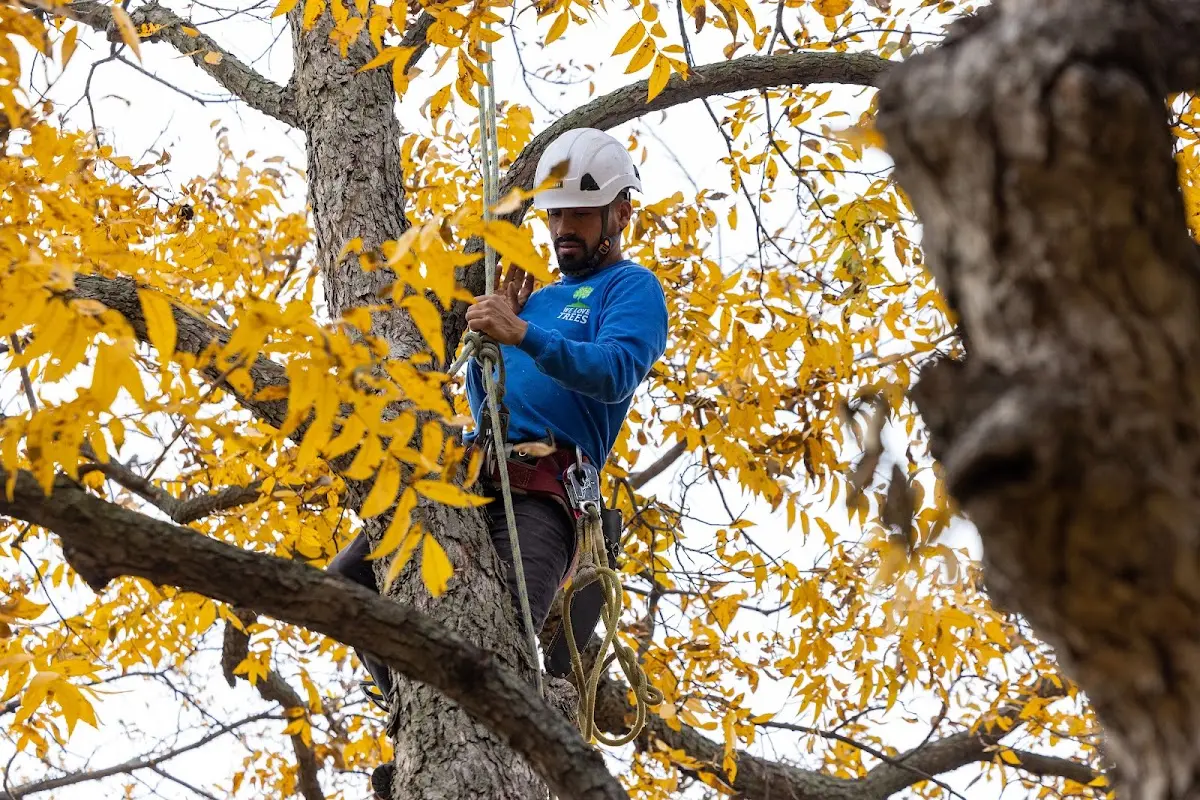 Skilled Tree Transplanting crew working in Veguita