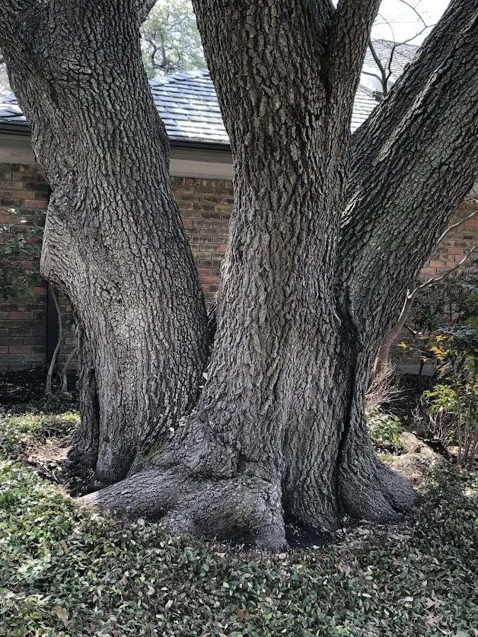 Mature heritage tree close to a Veguita property cared for by certified arborists